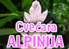 CVEĆARA ALPINIJA