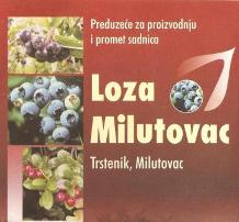 RASADNIK VOĆNIH SADNICA LOZA MILUTOVAC DOO KRUŠEVAC TRSTENIK SRBIJA