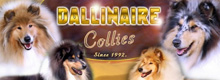 ODGAJIVAČNICA ŠKOTSKIH OVČARA - DALLINAIRE COLLIES